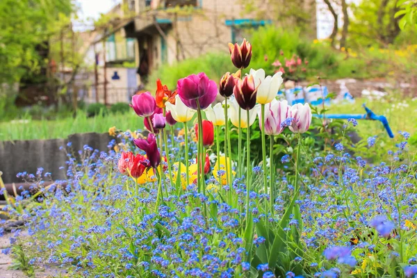 Tulipani Multicolori Gialli Rossi Bianchi Piccoli Blu Piante Forget Myosotis — Foto Stock