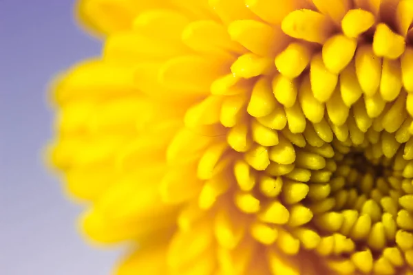 Beautiful Small Yellow Chrysanthemum Isolated Dark Grey Background Macro Shot — Zdjęcie stockowe