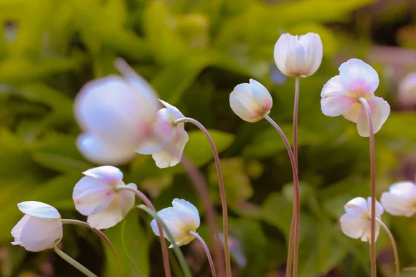 盛开的白色海葵或海葵在春天 夏天的花园里盛开 在绿色的背景上迷人精致的花朵 森林里的冰雹 在农村种植观赏花 — 图库照片