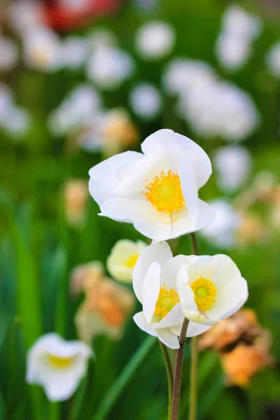 Bloeiende Witte Anemonen Anemone Pulsatilla Tuin Het Voorjaar Zomer Seizoen — Stockfoto