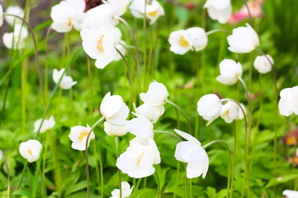 Kvetoucí Bílé Sasanky Nebo Anémie Pulsatilla Zahradě Jaře Letní Sezóna — Stock fotografie