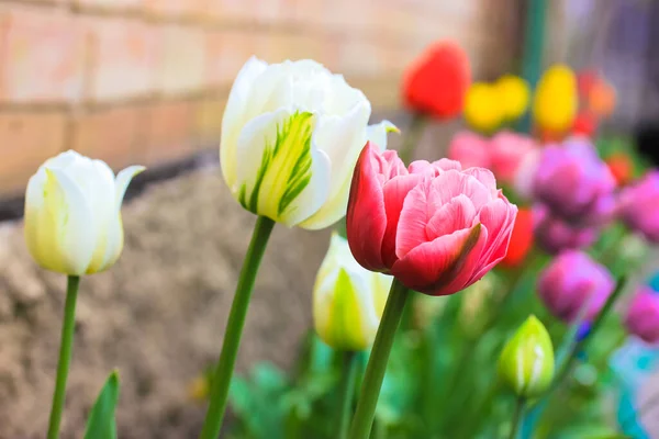 Los Tulipanes Multicolores Crecen Primavera Una Granja Parterre Jardín Casero —  Fotos de Stock