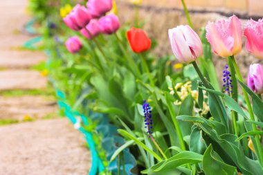 Çok renkli laleler baharda bir çiftlikte, çiçeklikte ya da bir ev bahçesinde yetişir. Farklı renklerde güzel bahar çiçekleri - kırmızı, pembe, beyaz, sarı - tuğla bir duvara karşı. Sinematik filtre. 