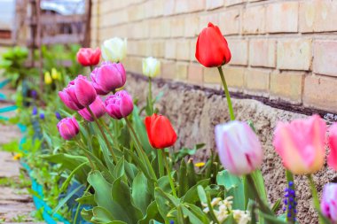 Çok renkli laleler baharda bir çiftlikte, çiçeklikte ya da bir ev bahçesinde yetişir. Farklı renklerde güzel bahar çiçekleri - kırmızı, pembe, beyaz, sarı - tuğla bir duvara karşı. Sinematik filtre. 