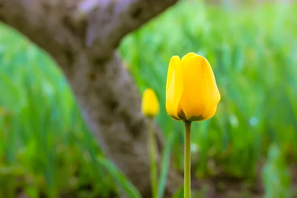 Deux Belles Tulipes Fleurs Jaunes Sur Longues Tiges Sur Fond — Photo