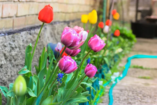 Tulipani Multicolori Crescono Primavera Una Fattoria Aiuola Giardino Domestico Bellissimi — Foto Stock