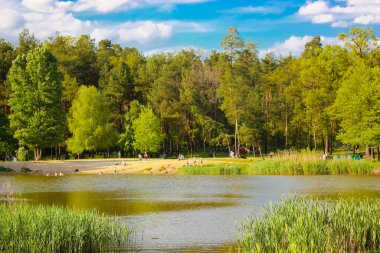 Güzel bir göl, parkta bir orman göleti. Güneşli bir günde, bir ormanda yaz manzarası. Mavi gökyüzüne karşı taze yeşil ağaçlar, sahilde uzun sazlıklar. Manzara manzarası. İlkbaharda orman gölü ağaçları. 