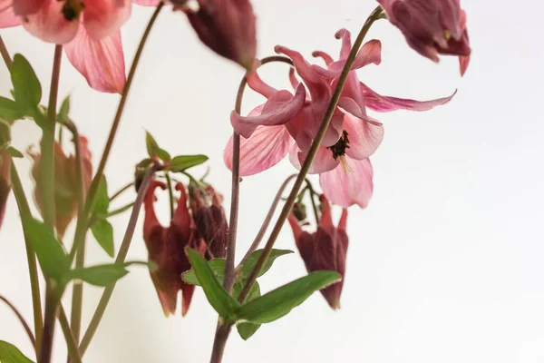 Kwitnąca Różowa Aquilegia Vulgaris Wiosną Bukiet Kolumnowych Pięknych Kwiatów Dzwonu — Zdjęcie stockowe