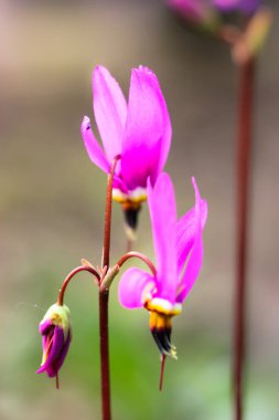 Bahar mevsiminde bahçede ya da ormanda açan mor siklamen çiçeği. Güzel, parlak, pembe, çiçek açan siklamen doğal arka plan bulanıklığına karşı yakın plan. Seçici odak