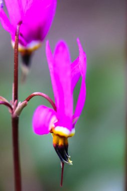 Bahar mevsiminde bahçede ya da ormanda açan mor siklamen çiçeği. Güzel, parlak, pembe, çiçek açan siklamen doğal arka plan bulanıklığına karşı yakın plan. Seçici odak