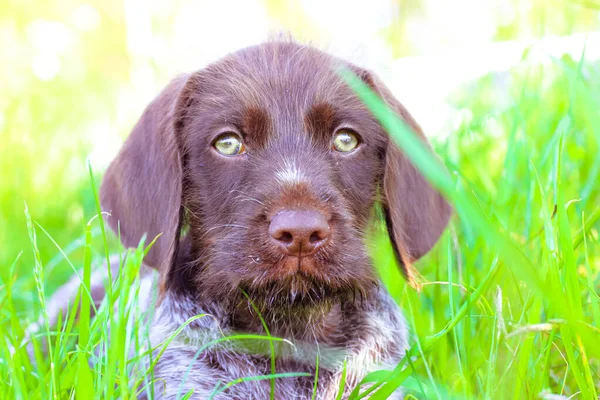 Een Prachtige Bruine Deutsch Drahthaar Puppy Met Groene Ogen Liggend — Stockfoto