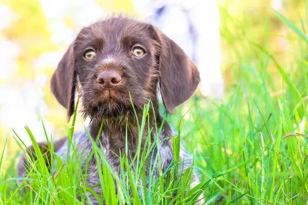 夏日阳光明媚的草地上 一只长着绿眼睛的美丽的褐色杜什犬躺在青草丛中 望着远方 一只纯种狗的特写 奇妙可爱的宠物在户外 — 图库照片