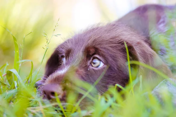 Красивый Коричневый Щенок Грустными Зелеными Глазами Портрет Чистокровной Собаки Лежащей — стоковое фото