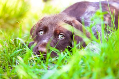 Hüzünlü yeşil gözlü güzel bir Alman ejderha yavrusu. Güneşli bir yaz gününde, çayırda uzun otların üzerinde uzanmış, düz bakan safkan bir köpeğin portresi. Yazın doğada bir köpek..