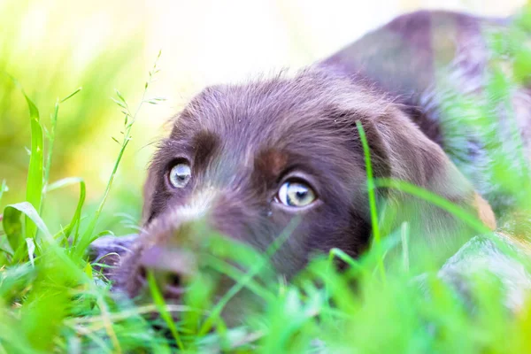 Een Mooie Bruine Deutsch Drahthaar Puppy Met Droevige Groene Ogen — Stockfoto