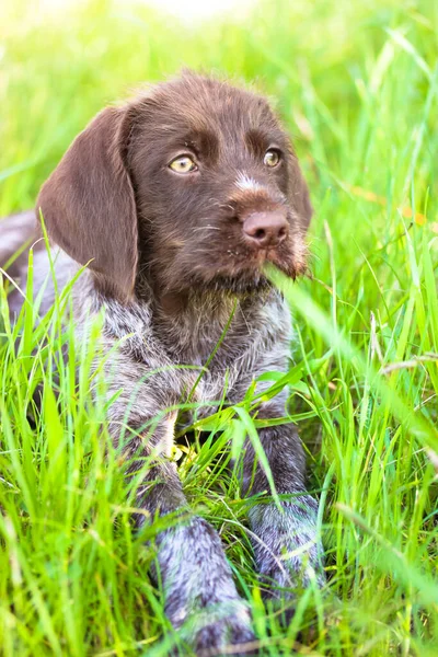 Een Mooie Bruine Deutsch Drahthaar Puppy Met Groene Ogen Liggend — Stockfoto