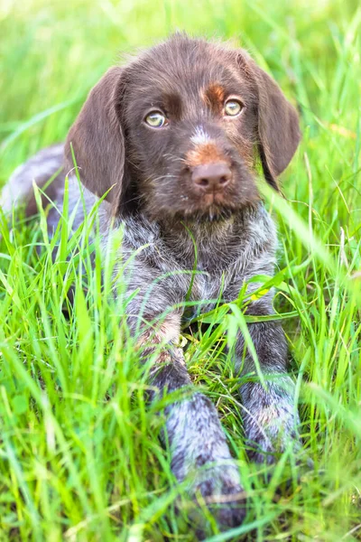 Beautiful Brown Deutsch Drahthaar Puppy Green Eyes Lying Tall Green — Stock Photo, Image