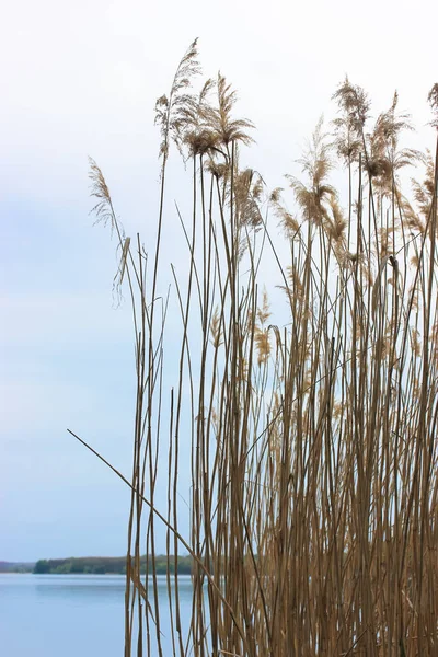 Trockene Schilfpflanzen Gegen Graublauen Himmel Und Fluss Hohes Gelbes Gras — Stockfoto