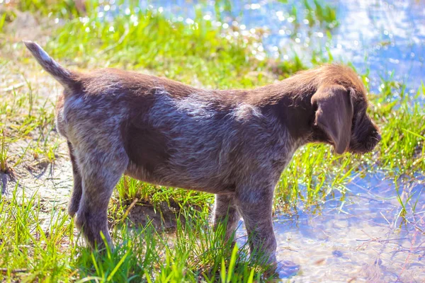 Krásné Hnědé Deutsch Drathaar Štěně Stojící Břehu Řeky Jezero Letním — Stock fotografie