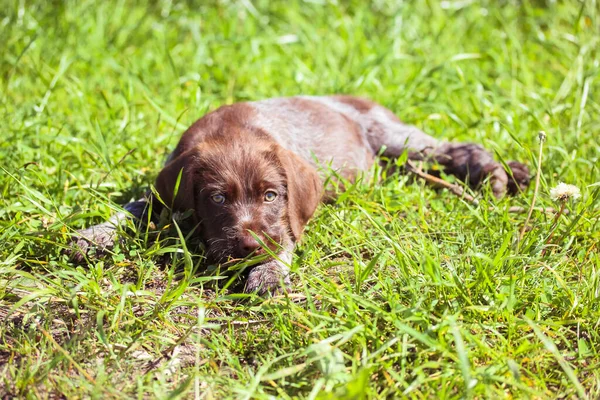 Een Mooie Bruine Deutsch Drahthaar Puppy Met Droevige Groene Ogen — Stockfoto