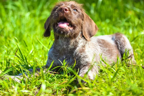 Ağzı Dili Açık Güzel Kahverengi Bir Alman Drahthaar Köpeği Güneşli — Stok fotoğraf