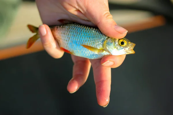 Rudd Fish Scardinius Erythrophthalmus Met Open Mond Een Visser Hand — Stockfoto