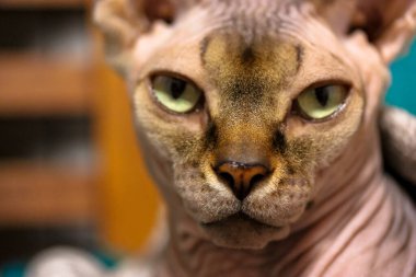 Muhteşem yeşil gözlü güzel bir Kanadalı Sphynx kedisi doğrudan kameraya bakar. Evdeki sevgili kel kedi portresi. Hipoalerjik hayvanlar. Akıllı, ciddi bir kedinin ağızlık sesi.