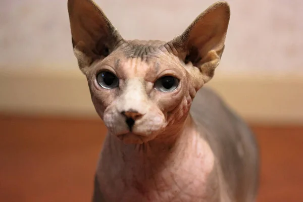 一只美丽的加拿大Sphynx猫有着迷人的蓝眼睛 它直接看着摄像机 可爱的秃头猫在家庭环境中的肖像 低过敏性宠物 一只聪明而严肃的猫的嘴 — 图库照片