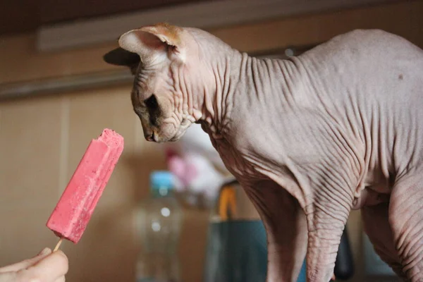 Όμορφη Καναδική Σφίγγα Γάτα Για Δοκιμάσετε Παγωτό Ένα Ραβδί Σορμπέ — Φωτογραφία Αρχείου