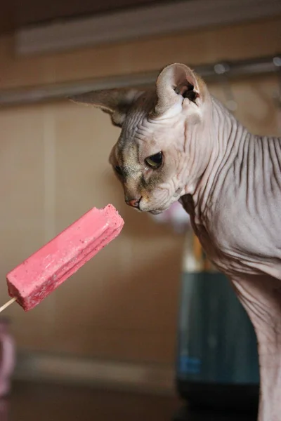 Όμορφη Καναδική Σφίγγα Γάτα Για Δοκιμάσετε Παγωτό Ένα Ραβδί Σορμπέ — Φωτογραφία Αρχείου