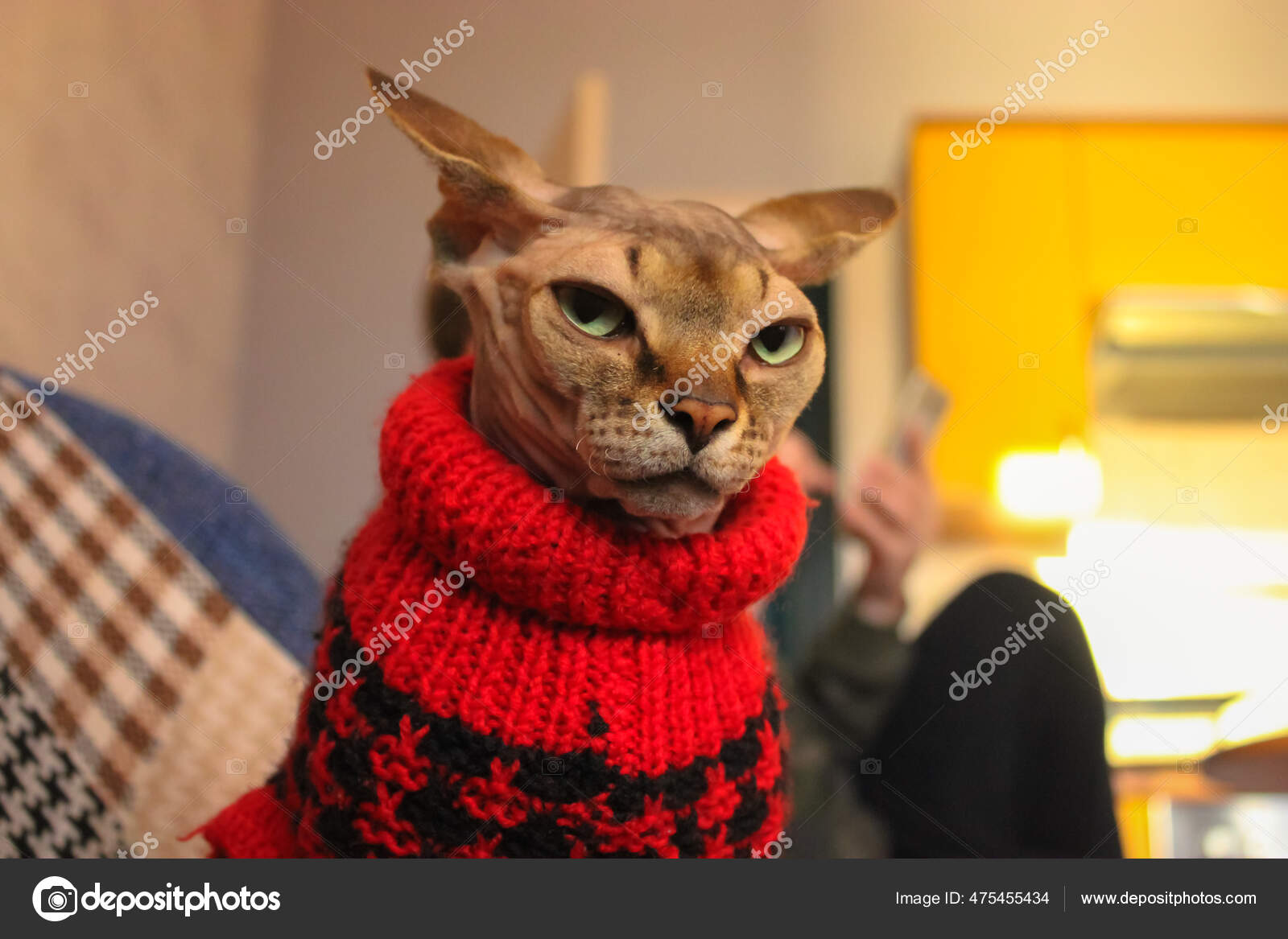 Sphynx Cat's Sweater Plaid Red Grey Naked Cat Hairless