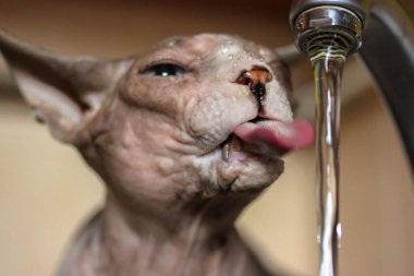Yakışıklı bir Kanadalı Sphynx kedisi mutfak lavabosundaki musluktan su içer ve uzun pembe bir dil çıkarır. Sıcak bir yaz gününde çıplak bir kedi susar. Evdeki komik hayvanlar. Islak buruşuk ağızlık..