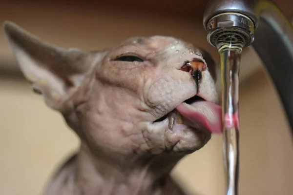 Μια Όμορφη Καναδή Σφίγγα Αναπαράγει Γάτα Πίνει Νερό Από Μια — Φωτογραφία Αρχείου