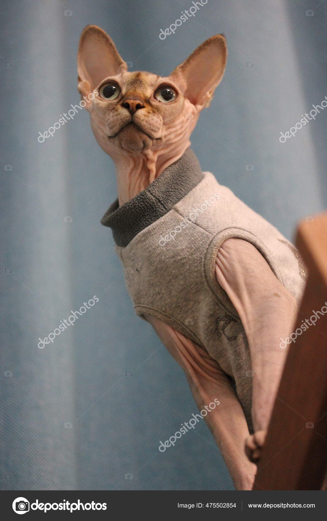Habille Sphynx Chat Sans Poil Images Libres De Droit Photos De Habille Sphynx Chat Sans Poil Depositphotos