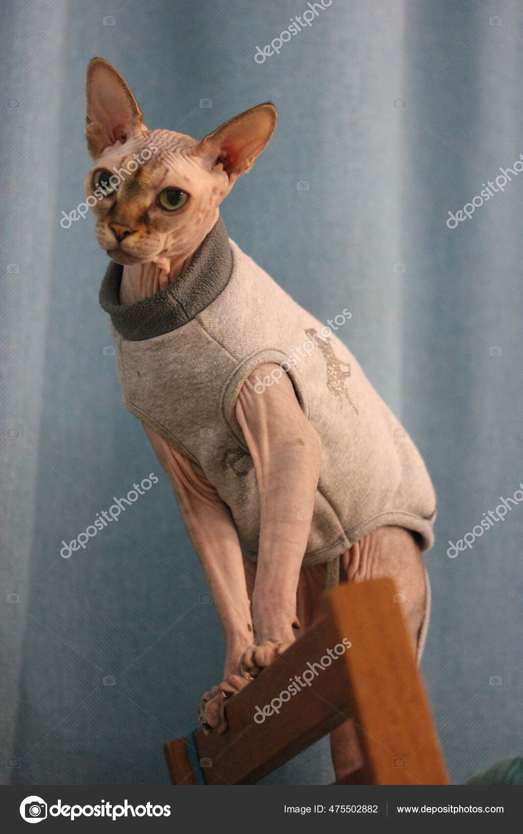 Habille Sphynx Chat Sans Poil Images Libres De Droit Photos De Habille Sphynx Chat Sans Poil Depositphotos