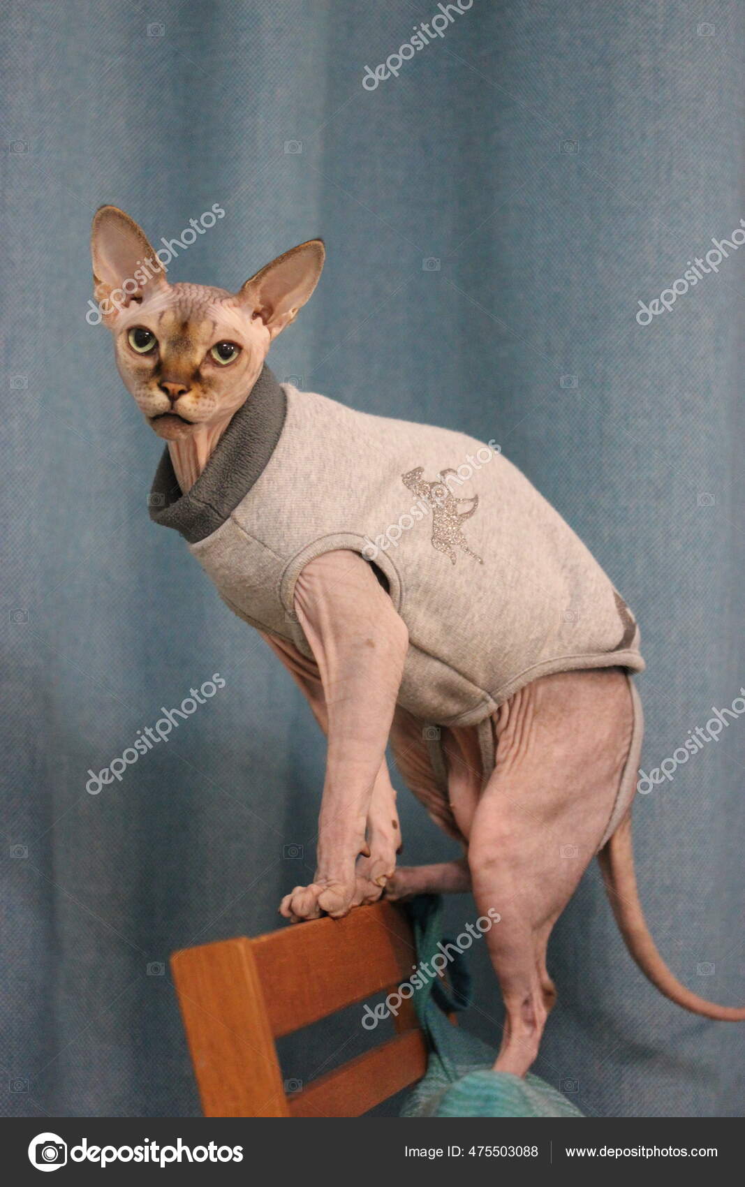 Habille Sphynx Chat Sans Poil Images Libres De Droit Photos De Habille Sphynx Chat Sans Poil Depositphotos