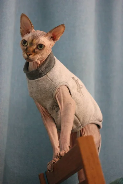 Portret Van Een Prachtige Serieuze Canadese Sphynx Kat Met Grote — Stockfoto