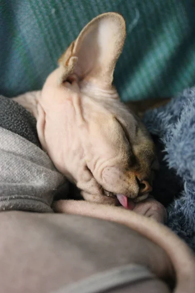 Lindo Gato Canadense Esfinge Cinza Vestindo Uma Camisola Está Dormindo — Fotografia de Stock