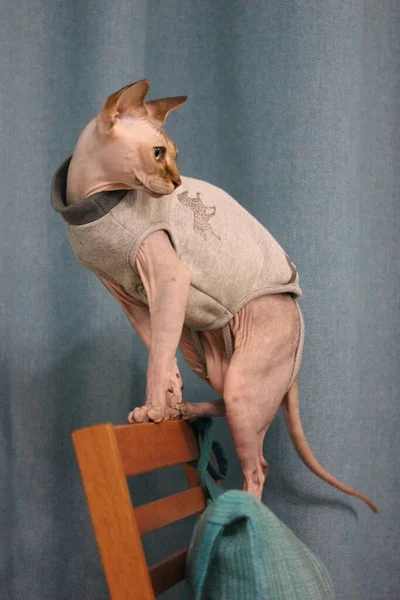 Portret Van Een Prachtige Serieuze Canadese Sphynx Kat Met Grote — Stockfoto