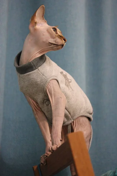 Habille Sphynx Chat Sans Poils Images Libres De Droit Photos De Habille Sphynx Chat Sans Poils Depositphotos
