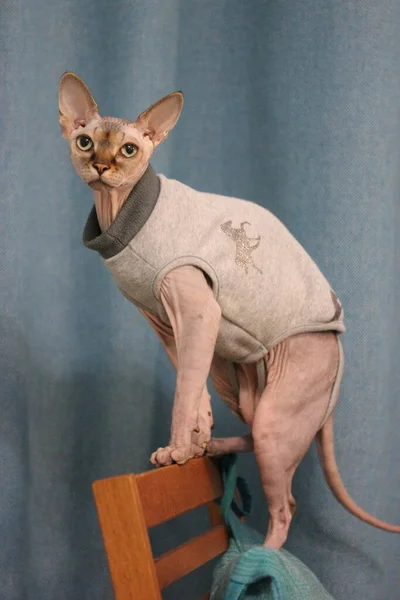 Habille Sphynx Chat Sans Poil Images Libres De Droit Photos De Habille Sphynx Chat Sans Poil Depositphotos