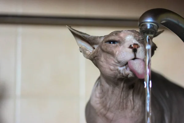 Una Guapa Esfinge Canadiense Raza Gato Bebe Agua Grifo Fregadero — Foto de Stock