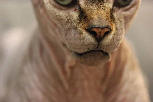 Portrait Beau Chat Canadien Sphynx Bouche Kitty Nez Gros Plan — Photo