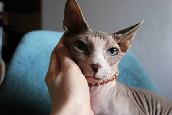 Focinho Belo Gato Canadiano Olhos Azuis Mão Uma Mulher Uma — Fotografia de Stock