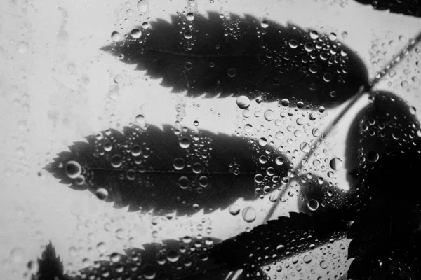 雨后有大量水滴的玻璃杯后面的黑白相间的叶子背景 在浅白的背景上对比树叶 秋天的雨季 大叶静脉 — 图库照片