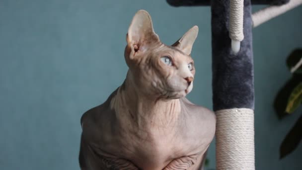 Un beau chat Sphynx canadien gris est assis sur un poteau à gratter, regardant avec intérêt une fenêtre. Un chat chauve calme avec museau blanc, les yeux bleus à l'intérieur de la maison. Animaux sans poils hypoallergéniques inhabituels. — Video