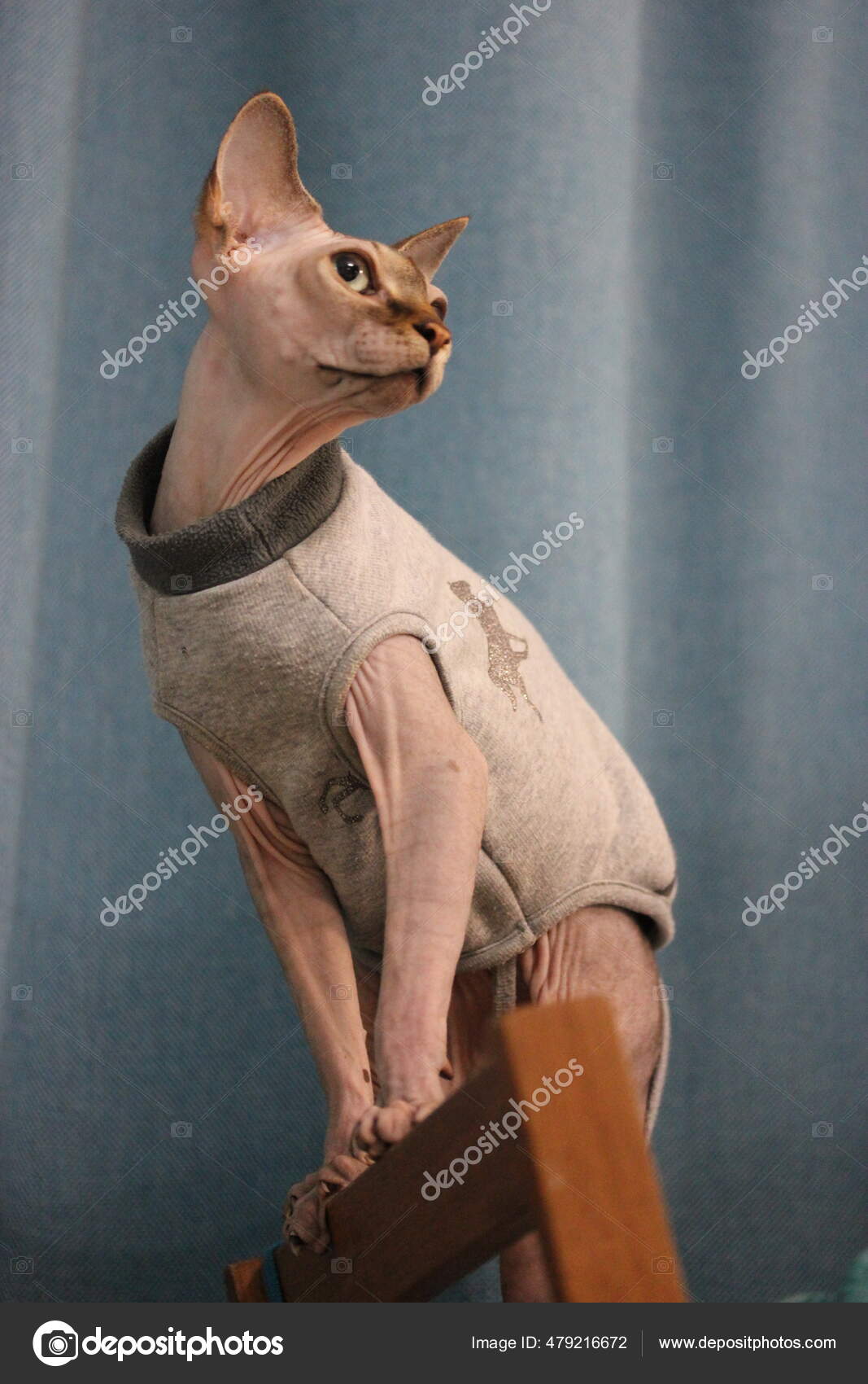 Habille Sphynx Chat Sans Poil Images Libres De Droit Photos De Habille Sphynx Chat Sans Poil Depositphotos
