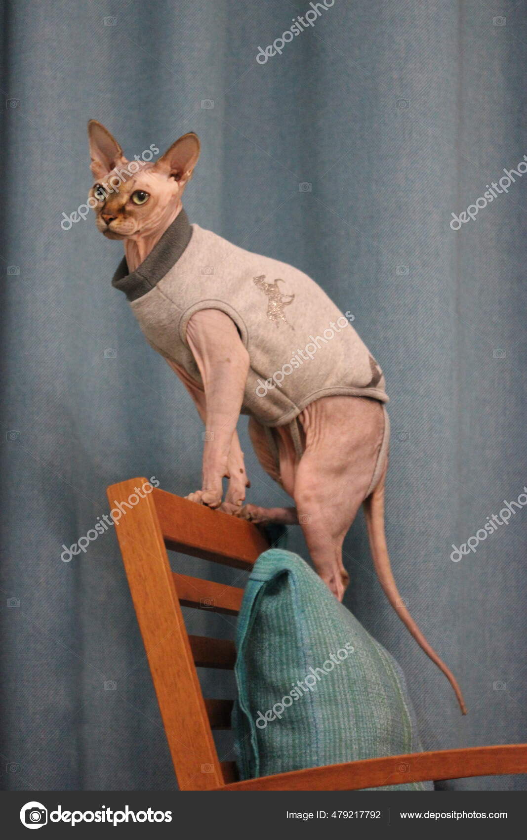 Habille Sphynx Chat Sans Poil Images Libres De Droit Photos De Habille Sphynx Chat Sans Poil Depositphotos