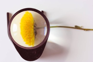 Looking at a yellow chrysanthemum flower on a white surface through a magnifying glass. A chrysanthemum petals close-up. Examining a plant through a macro lens. Creating the illusion of magnification.