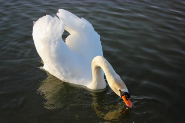 Mavi gölde yüzen zarif beyaz bir kuğunun portresi. Güzel beyaz bir kuş, Latince adı Cygnus olor, nehirden, gölden, göletten su içen. Bir ördek ailesi. Beyaz kanatlar, muhteşem tüyler. 